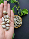 Natural Cowry - Sea Shells (25 Pieces) - Craft Store of India
