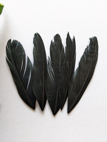 Black - Goose Feathers