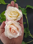 Blooming Roses (Pack of 6)
