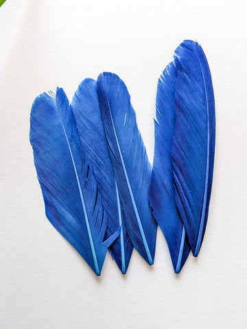 Ink Blue - Goose Feathers