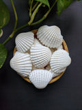 Big Sippy - Sea Shells (5 Pieces)