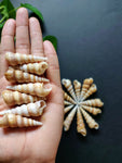 Long Screw - Sea Shells (10 Pieces)