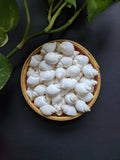 White Conch - Sea Shells (25 Pieces) - Craft Store of India