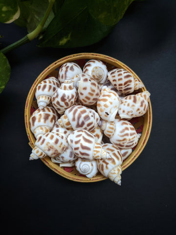 Spotted Tulip - Sea Shells (25 Pieces)