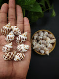 Spotted Tulip - Sea Shells (25 Pieces)