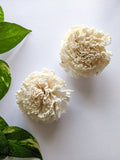 Carnation Flowers (large) - Pack of 2
