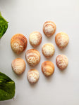 Textured Cup - Sea Shells (10 Pieces)
