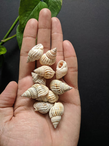 Tulip - Sea Shells (25 Pieces)
