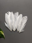 White - Goose Feathers